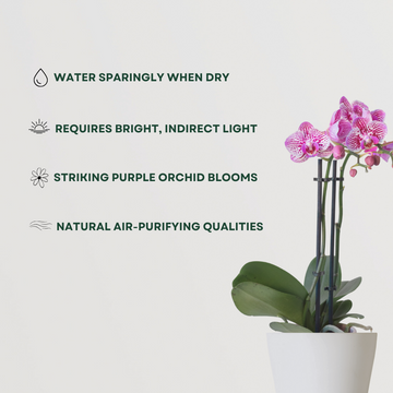 Purple orchid flowering plant